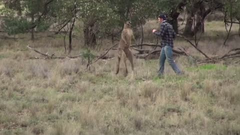 Man Punches a Kangaroo in the Face to Rescue His Dog