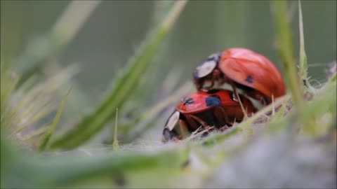 Ladybugs making love