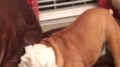 Gerald the Bulldog tries clean eating