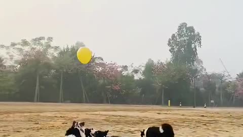 A group of ball lovers