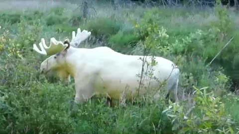 White moose