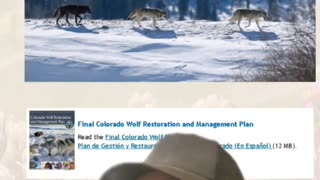 Colorado Elk, Wolves, and Mountain Lions