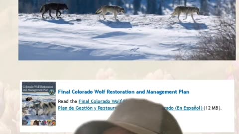 Colorado Elk, Wolves, and Mountain Lions