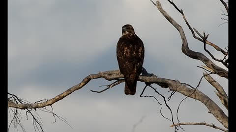 Red-Tailed Hawk