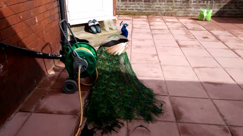 Cat Vs Peacock 4K