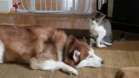 Husky gets cat