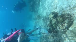 Horseshoe Reef and Double North Dry Rocks, Key Largo Florida
