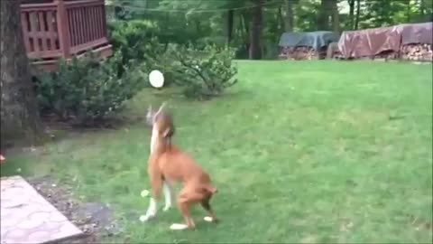 Mon chien et la balle.