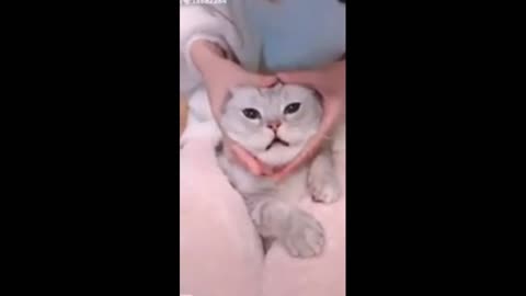 SEE THE SOUND THIS CAT MAKES