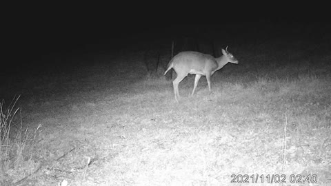 Trail cam video of a spike at the grassy knoll