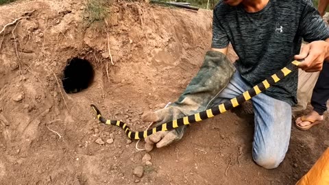 Catch 100 extremely poisonous black Gold Snakes With Bare Hands