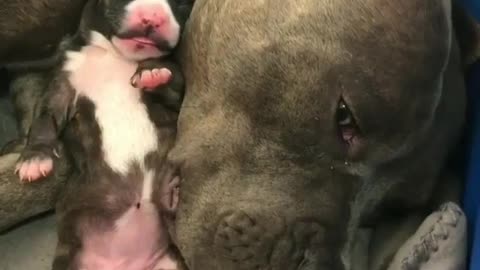 Mother dog and child dog