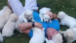 Man attacked by 10 Golden Retriever puppies