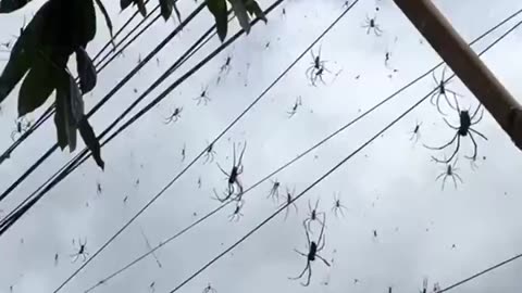 2024.1 バリ島、クモが異常発生する