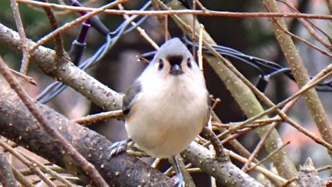 Tufted Titmouse