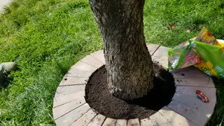 How I Use Compost As A Feed & A Mulch & Why?