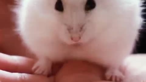 Cute Hamster Funny Video | Cute Animal Funny Videos | Cute White Rat Cleaning His Mouth | #shorts