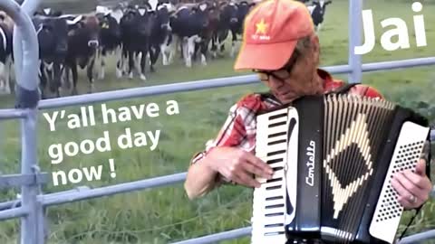 Cows Rush To Listen To Accordion Music