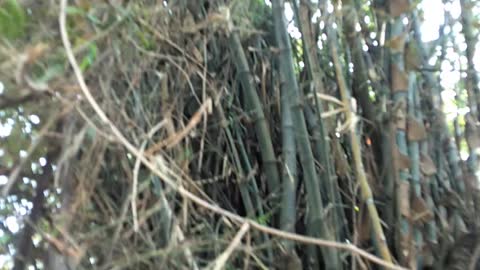 the view of the bamboo tree behind my house