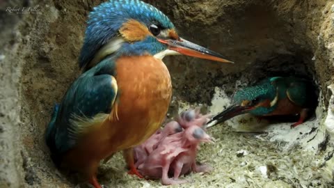 Kingfisher Chicks Hatch & Dad Eager to Feed