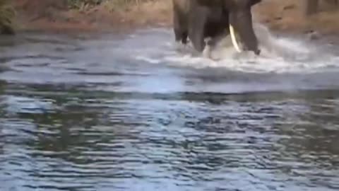 The fight between elephant and crocodile