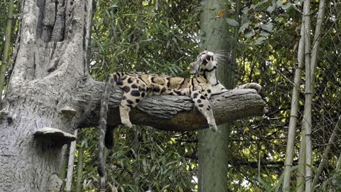 A Clouded Leopard Sitting on a Tree Branch