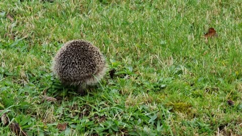 The daylight lost Hedgehog 🦔