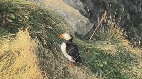 Puffins in Iceland!