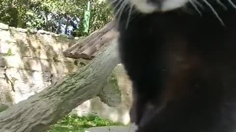 The little white eyebrow raccoon