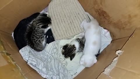 Baby kittens play. These kittens are so cute.