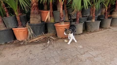 Beautiful striped cat meowing so cute