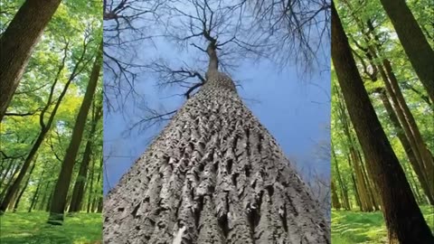 American Chestnut Trees once the Pride of the Appalachia