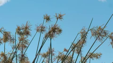 Weeds waving in the breeze