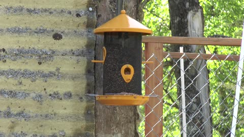 Back yard bird feeder