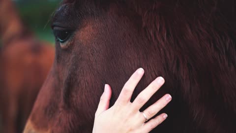 Everything You Need to Know about Horses: Types, Care, and Interesting Facts