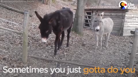 Donkey Has The Smartest Way Of Getting Over This Fence | The Dodo