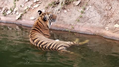 Tiger's life/ tiger's love nature/ big cat