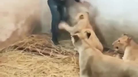 Lion's Attack on boy 😭😰