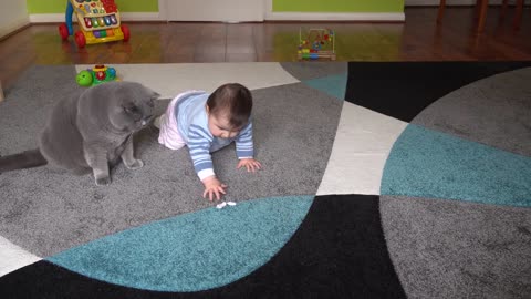 British Shorthair Cat and Baby - Playing Together