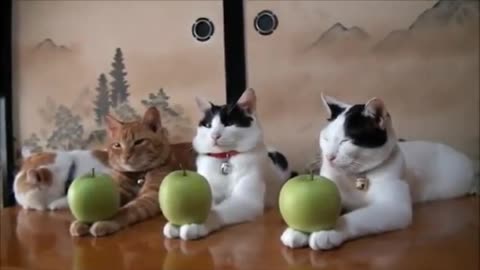THE MOST WELL TRAINED CATS EVER!!!