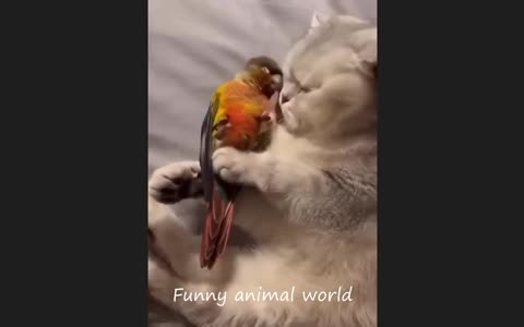 Funny Animal Videos "Try Not To Laugh" Funny Cat2