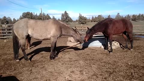 Horsie tug-o-war