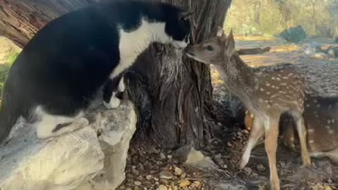 Friendly Cat Cautiously Greets Newborn Fawn