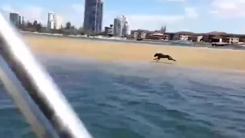 FOOTAGE SHOWS DOG KEEPING UP WITH SPEED BOAT IN A SPRINT RACE! Very quick good boy 🏃