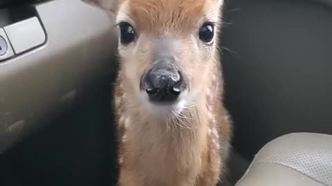 Baby Deer Crying For Mother After Being Rescued.