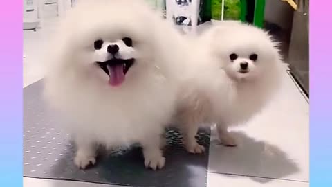 Cute and funny Dog 9