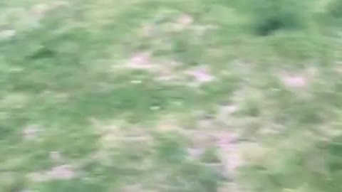 puppy flying on grass