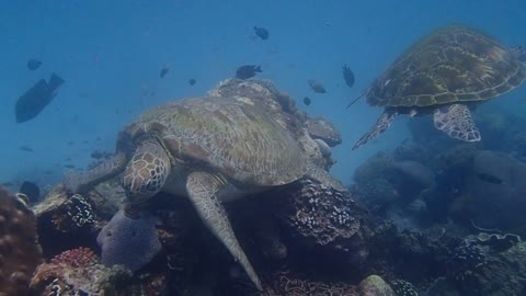 Turtle fight at siaba besar komodo NP