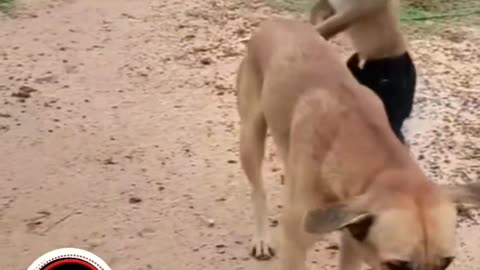 Dog aur monkey ki comedy video