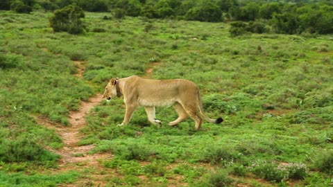 Lions